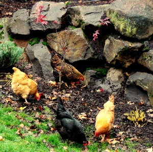 harvestcontinues-chickensgrub